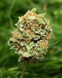 North Indian Weed Strain