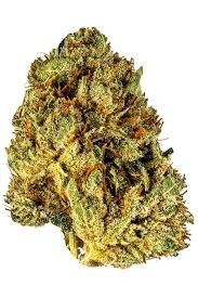 French Bread Strain